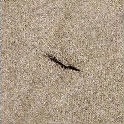 Blanket, US Army