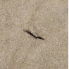 Blanket, US Army