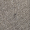 Jupe en drap de laine, troupe, WAAC, taille 36