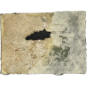 Formation Badge, Northern Ireland District, Printed