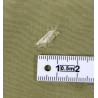 Parka, Ski, Reversible, FSSF Parka, Ski, Reversible, FSSF