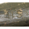 Pick-Mattock, Intrenching, M-1910, 1944, with Carrier, H & P 11-18
