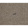 Blanket, Wool, US Army, Type I