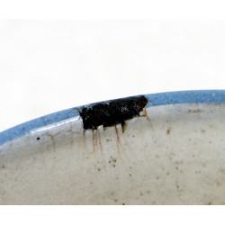 Bowl, Enameled, Imperial Japanese Navy
